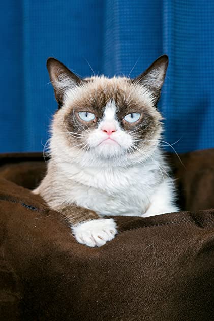 Grumpy Cat Grumpy Cat