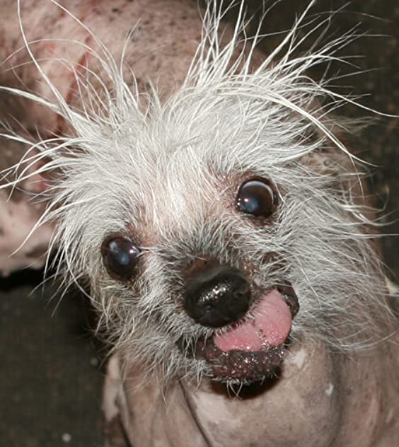 Rascal The World's Ugliest Dog Rascal The World's Ugliest Dog