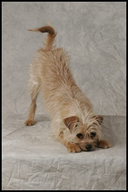 Jimmy the Dog Jimmy the Dog