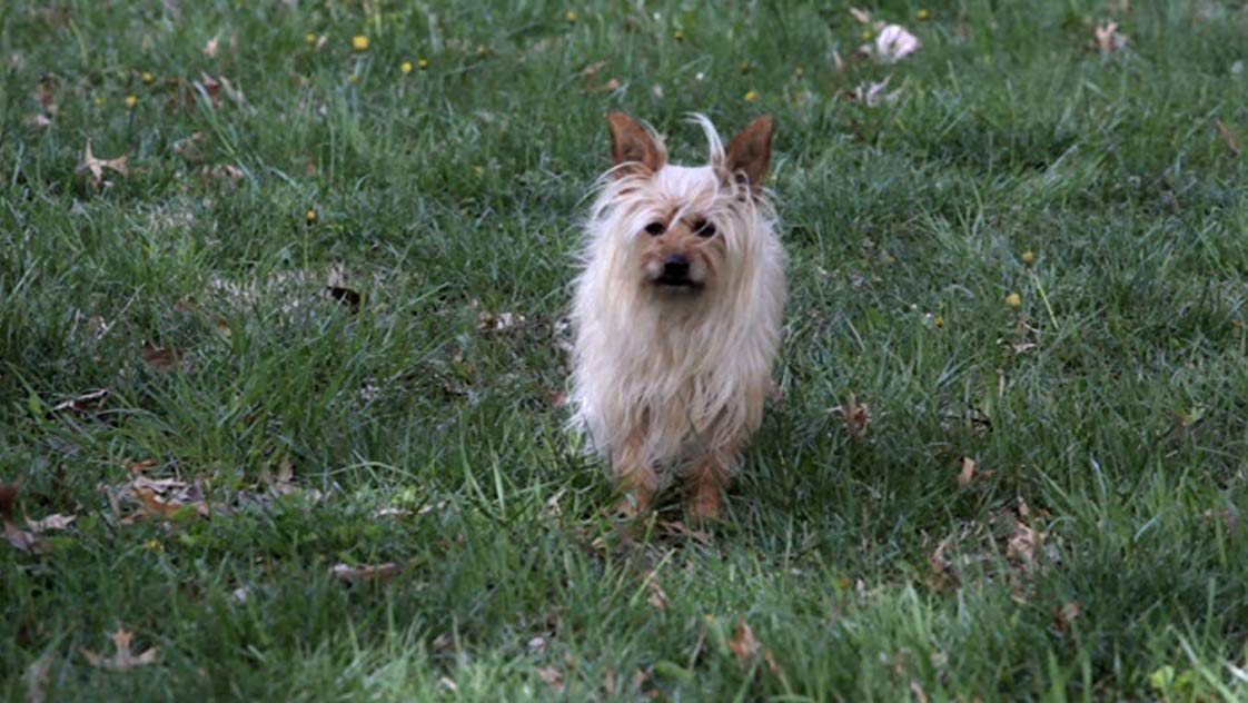 Paxton the Dog Paxton the Dog