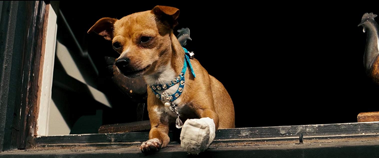 Chester the Chihuahua Chester the Chihuahua