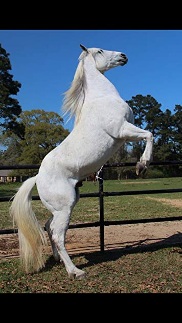 Tracy Oliver Tracy Oliver