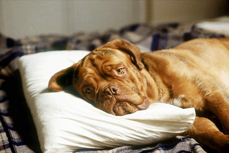 Beasley the Dog Beasley the Dog