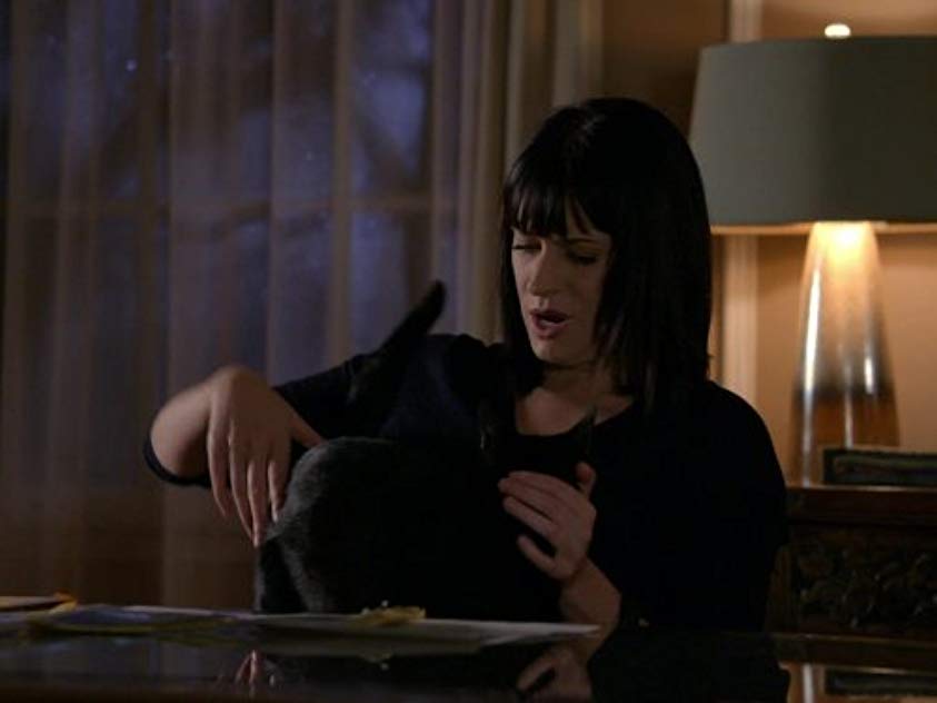 Salem the Cat Salem the Cat